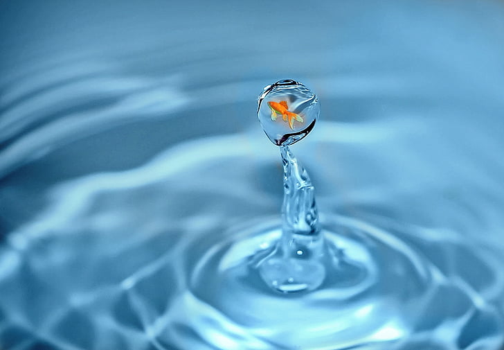 drop-of-water-goldfish-fish-water-preview.jpg