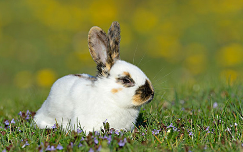 99年属兔的姻缘在哪年 生肖兔几月份出生的人最好命