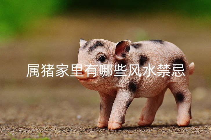 猪4_副本.jpg