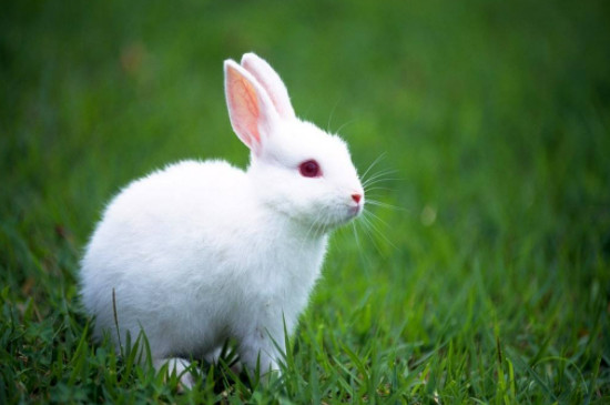 2023年属兔本命年运势 属兔人最倒霉的年纪