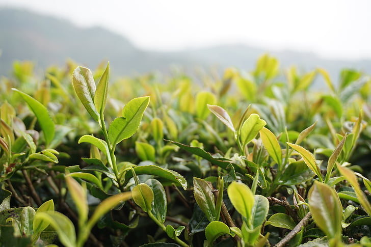 tea-the-scenery-natural-green-leaf-preview.jpg