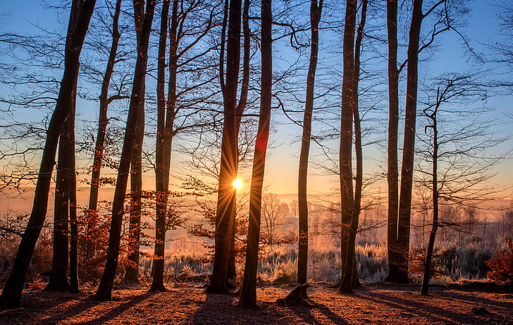 forest-landscape-sun-trees-preview.jpg