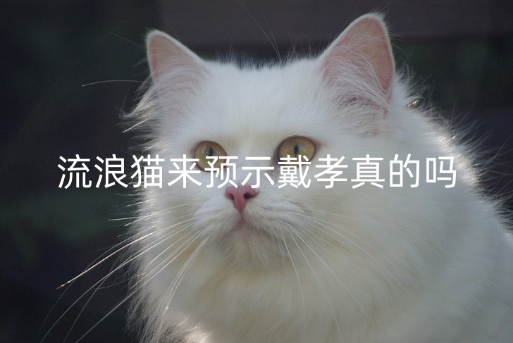 cat-white-cat-german-longhair-cat-long-haired-cat-preview_副本.jpg